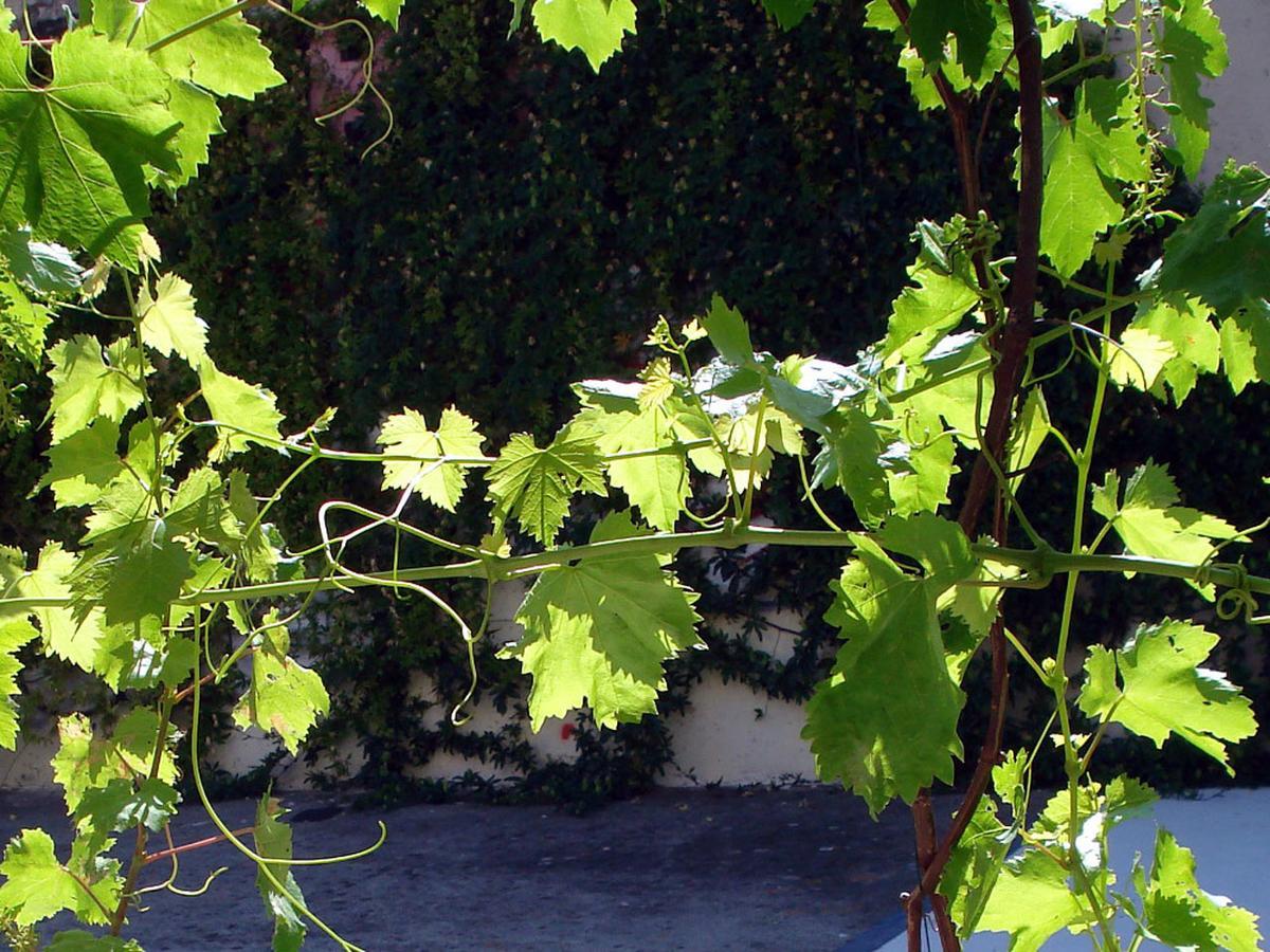 Le Clos Chez Michel Montpellier Exterior foto